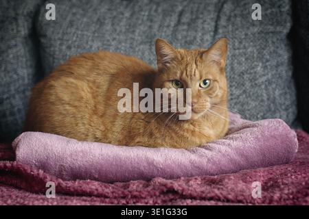 Cute orange cat chilling on a sofa and looking curious at camera. Horizontal image with soft focus. Stock Photo