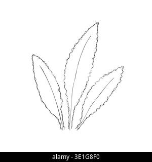 Hand-Drawn Minimalist Line Art Sketch of Wild Foliage or Seaweed, Botanical Outline Illustration for Modern Tattoo Design and Organic Branding. Vector Stock Vector