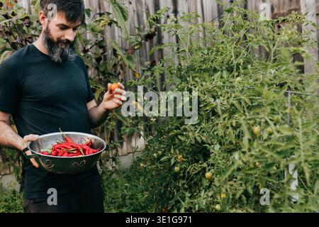 Man harvests cherry tomatoes from bush in backyard garden Stock Photo