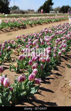 Budding pink and white tulips on a sunny day Stock Photo