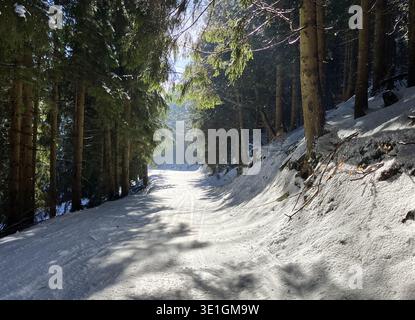 Road in forest at winter in resort Kubinska Hola, Slovakia Stock Photo