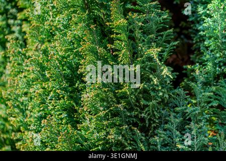 Close up view of dense green conifer branches growing in a garden or park. Stock Photo