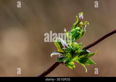 Close up of fresh green buds and young leaves emerging on a tree branch in spring. Stock Photo