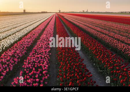 Aerial view of vibrant tulip fields stretch towards the horizon, with windmills standing guard over the colorful landscape, Schermerhorn, Netherlands. Stock Photo