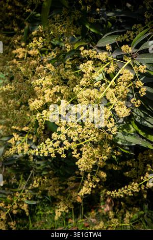 Fresh Mango Blossoms on Branch Captured in Detailed Close Up Stock Photo