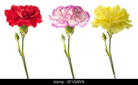 Carnations flowers isolated on white background Stock Photo