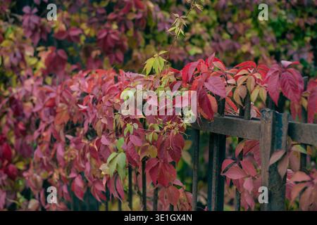 Red and purple leaves of wild grapes weave around the metal fence. Vine hanging from the fence close photo. High quality photo Stock Photo