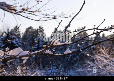 Frosty tree branches with snow under bright winter sky Stock Photo