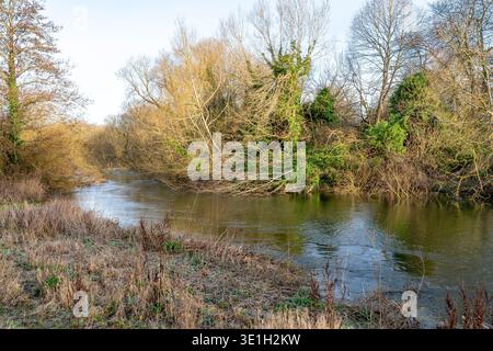 Dead tree fallen in to a river Stock Photo