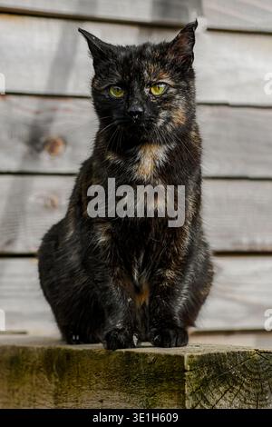 Tortoiseshell cat sitting on a wooden beam, looking directly at the viewer. Stock Photo