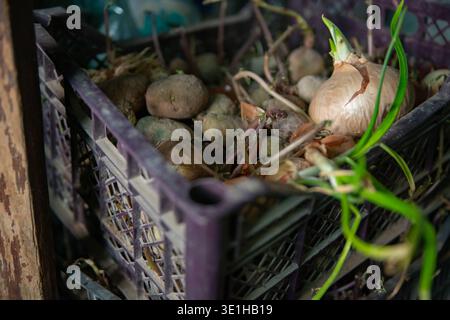 box of onion and potatoes. The bulb located on the right is large, characteristic brown-white husk. Fresh green shoots are actively breaking through f Stock Photo