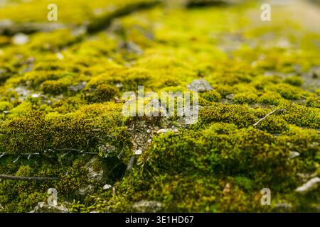 The flat surface of the old slab is covered with green forest moss, which gives off a yellow appearance due to the lack of moisture. High quality phot Stock Photo