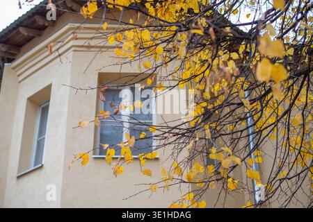 The facade of the building is plastered and painted in beige pastel color. Autumn tree with yellow leaves in the foreground. High quality photo Stock Photo