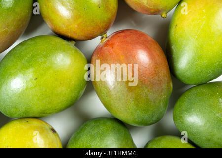 Background of many fresh ripe mangoes. Top view of colorful mango Stock Photo