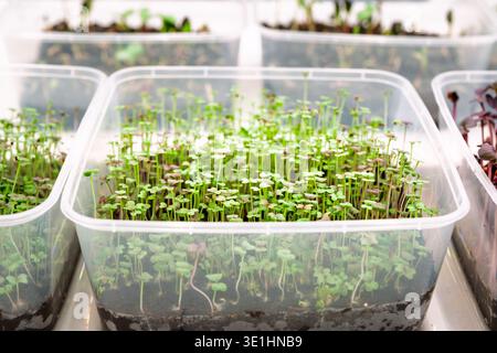 Fresh microgreens sprout in clear plastic containers filled with soil, arranged neatly on a white surface, showcasing vibrant green foliage Stock Photo