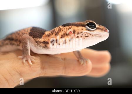Cute Leopard Geckos (Eublepharis Macularius) on blur background Stock Photo
