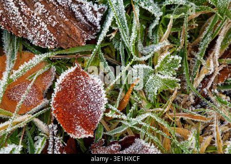 A collection of fallen brown leaves mixed up with green grass and all covered in tiny ice crystals of a morning frost. Stock Photo