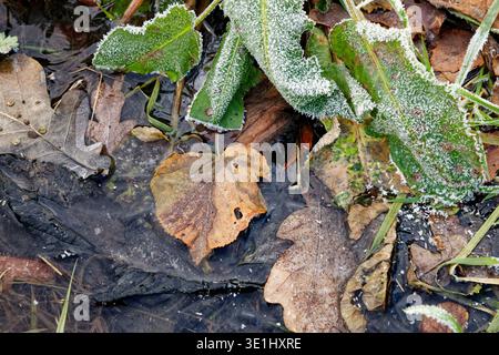 Fallen brown leaves frozen in the ice of a small pond with grass and leaves coated in tiny ice crystals of frost. Stock Photo