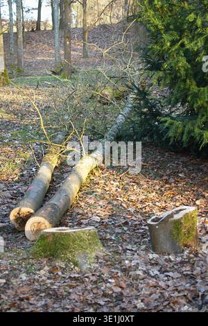 Felled tree trunks lying on the ground, as well as stumps remaining after cutting down. Vertical photo Stock Photo