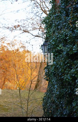 A wall covered with dense ivy (Hedera helix), on which an old lantern is attached. High quality photo Stock Photo
