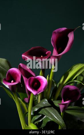 purple calla lilies on dark background Stock Photo