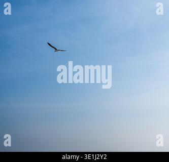A lone seagull flies gracefully against a serene blue sky backdrop. The bird's wings are outstretched in flight, creating a minimalist composition. Stock Photo