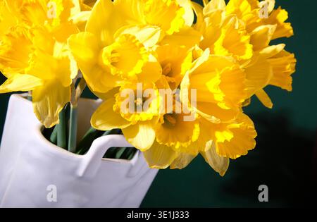 yellow spring daffodils in white vase on dark green background Stock Photo