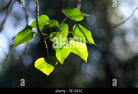 bright green spring leaves on tree with blurred background Stock Photo