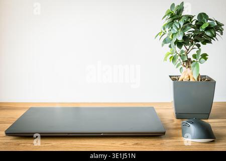 Minimalist home office desk with closed laptop, wireless mouse and green houseplant on wooden table, clean remote work workspace with copy space Stock Photo