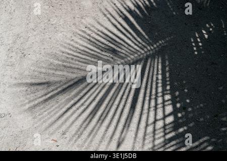Palm leaf shadows cast on sandy ground in sunlight creating abstract pattern on outdoor surface Stock Photo