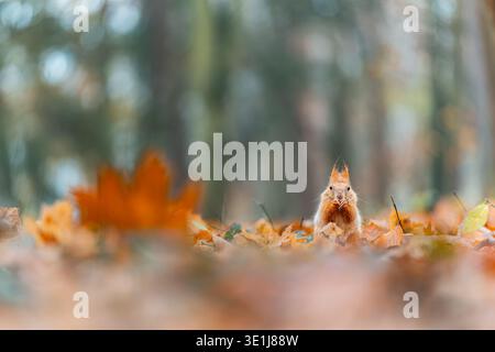 Red squirrel (Sciurus vulgaris) eats nut on forest floor. Fallen orange and yellow leaves cover ground. Stock Photo