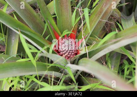 Young pineapple fruit growing on plant with green leaves in a natural garden environment Stock Photo
