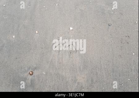 Webbed bird footprints imprinted on wet grey sand with scattered seashells from heemskerk, netherlands Stock Photo