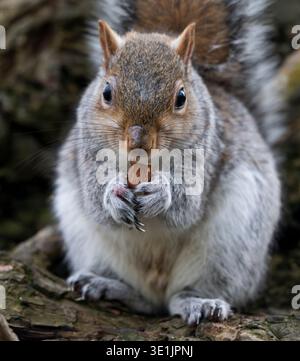 A grey squirrel eats an almond nut at Lochend Park, Edinburgh, Scotland. UK Credit: Ian Jacobs Stock Photo