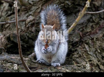 A grey squirrel eats an almond nut at Lochend Park, Edinburgh, Scotland. UK Credit: Ian Jacobs Stock Photo