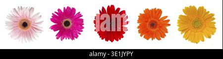 Heads of gerbera flowers isolated on white background Stock Photo
