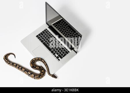 Real python snake and laptop computer. Concept of using high-level programming language for software engineering Stock Photo