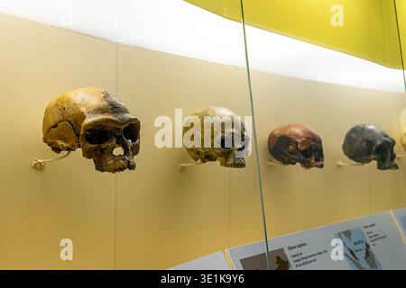 human skulls in a museum of natural history Stock Photo - Alamy