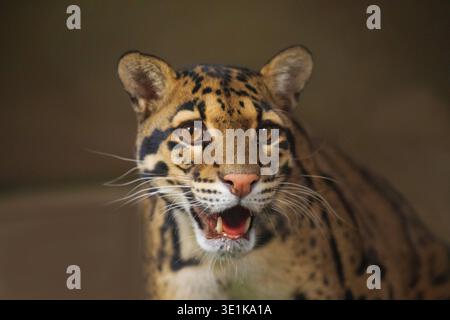 Clouded leopard (Neofelis nebulosa) wild cat from Himalayan Southeast Asia China. very cute medium sized spotted cat close up in detail. preserve wild Stock Photo