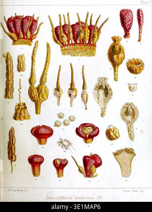 Joseph Dalton Hooker (1817–1911) was a British botanist and explorer. This 1856 lithograph features *Balanophora involucrata*, a rare tropical plant species, depicted in *Hooker's Icones Plantarum*. Stock Photo