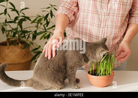 Woman stroking her gray cat eating fresh wheat grass in a ceramic pot. Domestic pet care and healthy lifestyle. Indoor scene with natural light highli Stock Photo