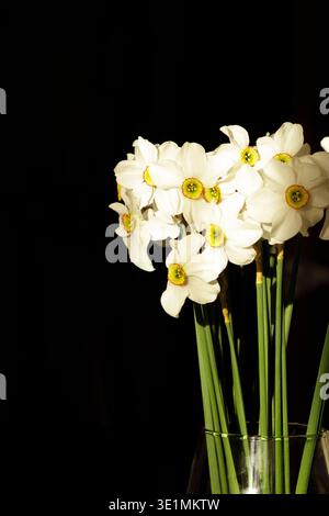 Spring flower daffodils or narcissus blooming on black background. Stock Photo