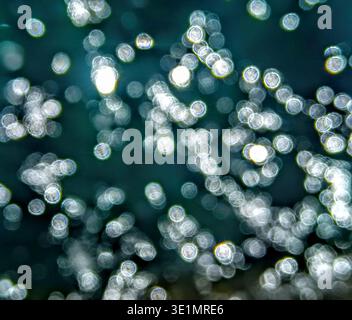 Abstract bokeh pattern created by sunlight reflecting on water, forming bright circular highlights on a deep green background. Stock Photo