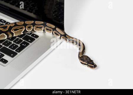 Real python snake and laptop computer. Concept of using high-level programming language for software engineering Stock Photo