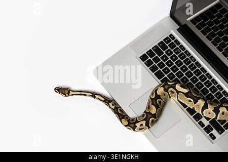 Real python snake and laptop computer. Concept of using high-level programming language for software engineering Stock Photo