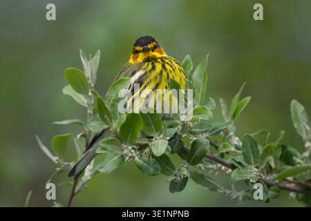 Male Cape May Warbler (Setophaga tigrina) in breeding plumage perched on budding branch with a head-on gaze at Onondaga Lake Park, Syracuse, NY, USA. Stock Photo