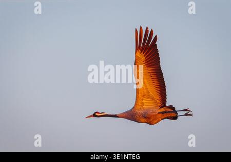 Crane bird - Grus grus, adult bird flying in sunrise light. Bird in flight. Wildlife scene of a Crane Stock Photo