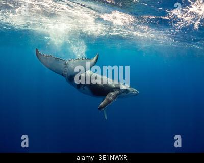 A humpback whale swims in the deep blue ocean, its tail fluke raised above the water's surface, creating ripples and splashes as it moves through the Stock Photo