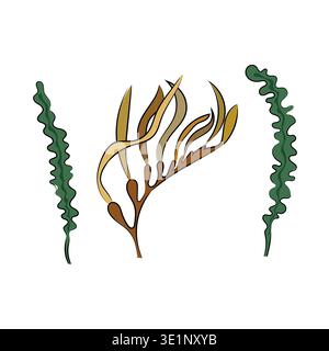 Seaweed and marine plants collection, flat vector illustration isolated on white background. Hand drawn, scribble. Stock Vector