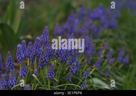 Muscari neglectum, hyacinth flowers in the spring garden Stock Photo